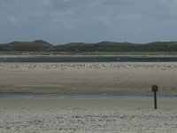 NL, Noord-Holland, Texel, De Slufter 69, Saxifraga-Willem van Kruijsbergen