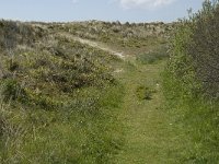 NL, Noord-Holland, Texel, Horsduinen 1, Saxifraga-Jan van der Straaten