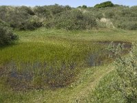 NL, Noord-Holland, Texel, Horsduinen 3, Saxifraga-Jan van der Straaten