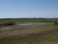 NL, Noord-Holland, Texel, Kreeftepolder 4, Saxifraga-Willem van Kruijsbergen