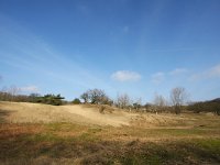 NL, Noord-Holland, Zandvoort, Amsterdamse Waterleidingduinen 4, Saxifraga-Bart Vastenhouw