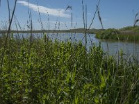 NL, Noord-Holland, Zijpe, Zwanenwater 13, Saxifraga-Jan van der Straaten