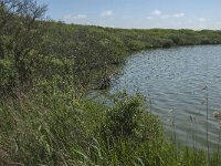 NL, Noord-Holland, Zijpe, Zwanenwater 3, Saxifraga-Jan van der Straaten