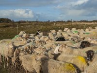 NL, Zeeland, Schouwen-Duiveland, Het Zeepe 18, Saxifraga-Jan van der Straaten