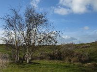 NL, Zeeland, Schouwen-Duiveland, Het Zeepe 7, Saxifraga-Jan van der Straaten