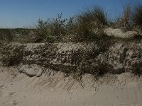 NL, Zeeland, Schouwen-Duiveland, Verklikkerduinen 2, Saxifraga-Jan van der Straaten