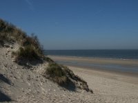 NL, Zeeland, Schouwen-Duiveland, Verklikkerduinen 3, Saxifraga-Jan van der Straaten