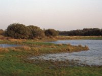 NL, Zeeland, Schouwen-Duiveland, Vroongronden 1, Saxifraga-Jan van der Straaten