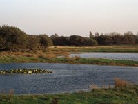 NL, Zeeland, Schouwen-Duiveland, Vroongronden 3, Saxifraga-Jan van der Straaten