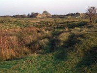 NL, Zeeland, Schouwen-Duiveland, Zeepeduinen 4, Saxifraga-Jan van der Straaten