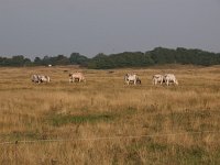 NL, Zuid-Holland, Goeree-Overflakkee, Westduinen 2, Saxifraga-Hans Dekker