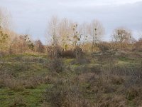 NL, Zuid-Holland, Voorne aan Zee, Duinen van OostVoorne aan Zee 1, Saxifraga-Tom Heijnen