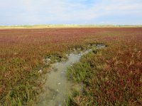 NL, Friesland, Eemsmond, Rottum 1, Saxifraga-Mark Zekhuis