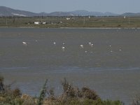 E, Almeria, Nijar, Cabo de Gata 78, las Salinas, Saxifraga-Willem van Kruijsbergen