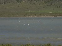 E, Almeria, Nijar, Cabo de Gata 79, las Salinas, Saxifraga-Willem van Kruijsbergen