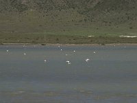 E, Almeria, Nijar, Cabo de Gata 80, las Salinas, Saxifraga-Willem van Kruijsbergen