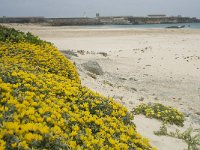 E, Cadiz, Tarifa 28, Saxifraga-Willem van Kruijsbergen