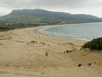 E, Cadiz, Tarifa, Bolonia 14, Saxifraga-Jan van der Straaten