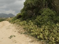 E, Cadiz, Tarifa, El Lentiscal 8, Saxifraga-Willem van Kruijsbergen