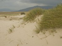 E, Cadiz, Tarifa, Playa de Lances 2, Saxifraga-Jan van der Straaten