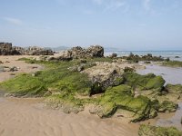 E, Cantabria, Liencres, Dunas de Liencres 16, Saxifraga-Willem van Kruijsbergen