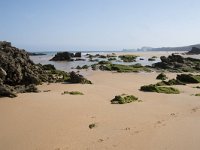 E, Cantabria, Liencres, Dunas de Liencres 8, Saxifraga-Willem van Kruijsbergen