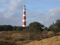 NL, Friesland, Ameland, Hollumer Duinen 2, Saxifraga-Sytske Dijksen