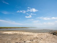 NL, Friesland, Ameland 1, Saxifraga-Bart Vastenhouw