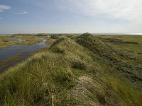 NL, Friesland, Ameland, De Hon 1, Saxifraga-Dirk Hilbers