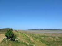 NL, Friesland, Vlieland, Kroonspolders 1, Saxifraga-Bart Vastenhouw