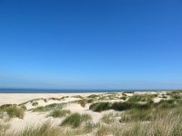 NL, Friesland, Vlieland, Strand 2, Saxifraga-Bart Vastenhouw