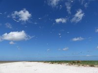 NL, Groningen, Eemsmond, Rottumeroog, Zuiderduin 1, Saxifraga-Mark Zekhuis