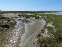 NL, Groningen, Eemsmond, Rottummeroog 7, Saxifraga-Mark Zekhuis