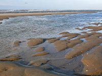 NL, Noord-Holland, Bergen, beach S of Petten 1, Saxifraga-Tom Heijnen