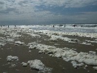 NL, Noord-Holland, Schoorl, Strand 1, Saxifraga-Jan van der Straaten