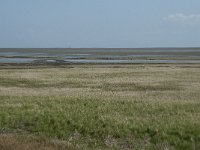 NL, Noord-Holland, Texel, De Schorren 3, Saxifraga-Willem van Kruijsbergen