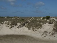 NL, Noord-Holland, Texel, De Slufter 55, Saxifraga-Willem van Kruijsbergen