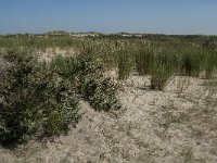 NL, Zuid-Holland, Goeree-Overflakkee, Kwade Hoek 3, Saxifraga-Jan van der Straaten