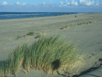 NL, Zuid-Holland, Goeree-Overflakkee, Ouddorp 6, Saxifraga-Jan van der Straaten