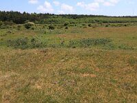 NL, Friesland, Ameland, Middenpolle 6, Saxifraga-Hans Boll