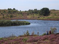 NL, Noord-Holland, Bergen, Schoorlse Duinen 14, Saxifraga-Foto Fitis-Sytske Dijksen