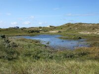 NL, Noord-Holland, Bergen, Wimmenummerduinen 3, Saxifraga-Foto Fitis-Sytske Dijksen