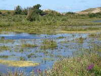 NL, Noord-Holland, Bergen, Wimmenummerduinen 6, Saxifraga-Foto Fitis-Sytske Dijksen