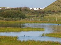 NL, Noord-Holland, Bloemendaal, Kennemerduinen 2, Saxifraga-Foto Fitis-Sytske Dijksen