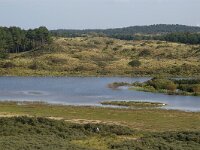 NL, Noord-Holland, Bloemendaal, Kennemerduinen 3, Saxifraga-Foto Fitis-Sytske Dijksen