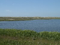 NL, Noord-Holland, Texel, Groote Vlak 3, Saxifraga-Willem van Kruijsbergen