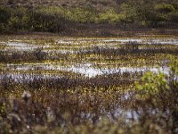 NL, Noord-Holland, Texel, Kreeftepolder 10, Saxifraga-Foto Fitis-Sytske Dijksen