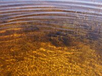 NL, Noord-Holland, Texel, Kreeftepolder 8, Saxifraga-Foto Fitis-Sytske Dijksen