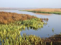 NL, Noord-Holland, Texel, Pompevlak 8, Saxifraga-Foto Fitis-Sytske Dijksen