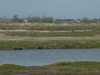 NL, Noord-Holland, Texel, Wagejot 1, Saxifraga-Willem van Kruijsbergen